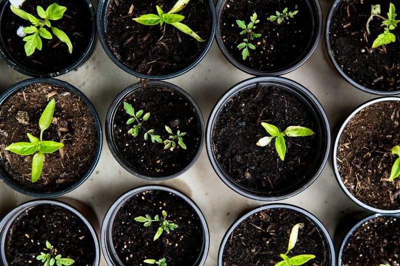 Seasonal Planting Plan for a Community Courtyard