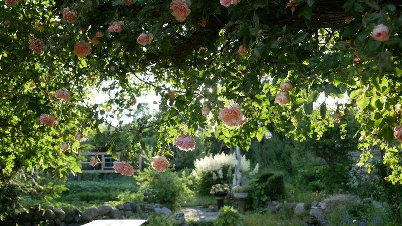 Maple Bloom Garden Co.