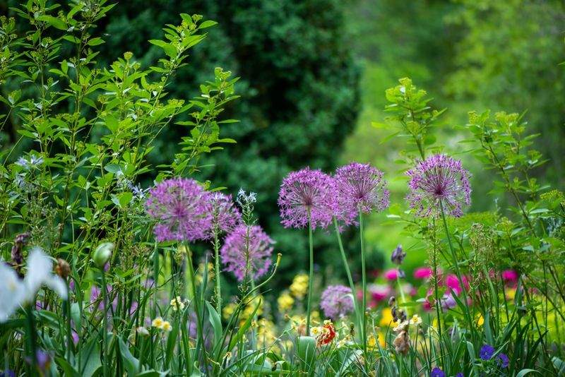 Garden design and planting plans