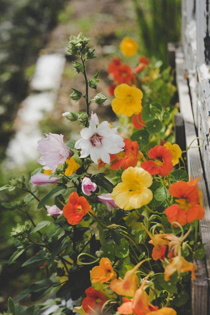 Lawn care and seasonal maintenance